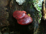 Beef Steak Fungus, Fistulina hepatica